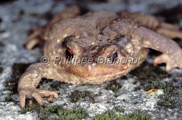 bufo bufo.JPG - Crapaud communBufo bufoCommon toadAmphibia, Anura, BufonidaeFrance